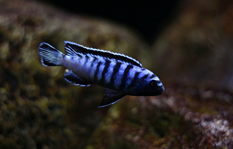 Chindongo sp. 'elongatus ornatus' Likoma Island